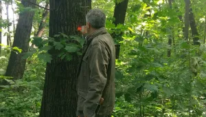 Маркират опасни дървета в Борисовата градина
