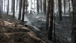 Всички огнища в Пирин са ограничени и локализирани