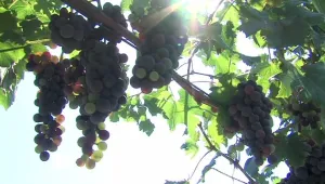 Лозари от Югозападна България се оплакват от лоша реколта заради дъждовете