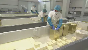 Изяли сме 12 000 тона палмово масло във вид на сирене