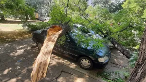 Два огромни клона на дърво паднаха върху три коли в Пловдив (СНИМКИ)