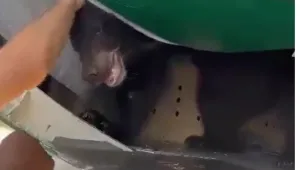 Самолет не успя да излети заради мечка в багажното (ВИДЕО)