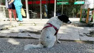 Куче тича след линейката на стопанина си, чака го два дни пред болницата