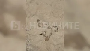 “Замириса ужасно