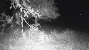 За пореден път: Мечка навлезе при хората -  в габровско село (ВИДЕО)