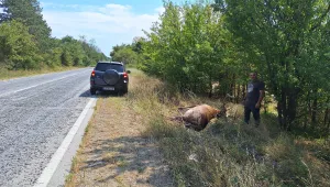Благороден елен е прегазен край Ловеч