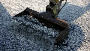 Бедствено положение във Волос: Всеки ден от морето се събират по 100 тона мъртва риба (СНИМКИ)