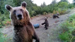 Преброяване на кафявите мечки у нас: Започна събирането на генетични проби 