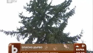 Опасно дърво скара съседи 