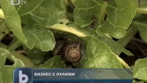 Семейните ферми за охлюви - хит в селските райони