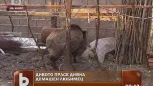 Тя е 130 килограма. Но не се сърди, ако я наречеш свиня