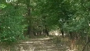 Възстановяват дъбовите гори по Черноморието 