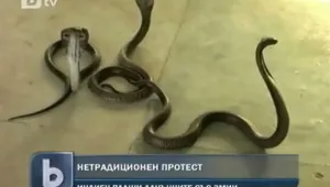 Фермер пусна змии в сграда на данъчните, искали му подкуп