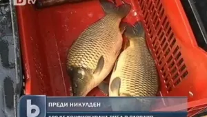 Конфискуваха 100 кила незаконно продавана риба в Пловдив 