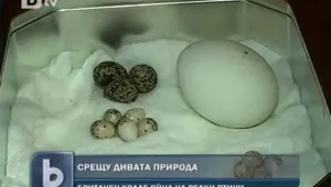 Закопчаха колекционер на яйца на редки видове птици