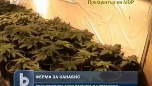 Разбиха свръхмодерна ферма за канабис в Шумен 