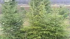 Елхи с бандерол за тази Коледа