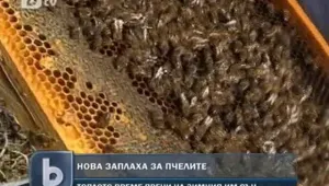Топлото време през декември обърка пчелите
