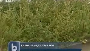  Десетки хиляди елхи отсечени за Коледа