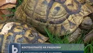 Костенурките на Рашкови намериха нов дом