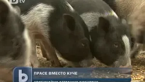 Прасето като домашен любимец