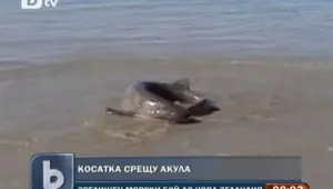 Морска битка на живот и смърт – косатка нападна акула