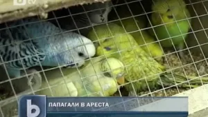 Зоопаркът в София ще приеме папагалите, заловени на границата