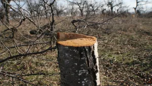 Вандали изсякоха 40 черешови дръвчета в Казанлък