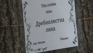 Две момчета дават имена на дървета в София