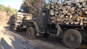 Незаконна сеч и в 