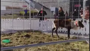 Собственикът на елените не е имал разрешение да ги поставя в клетка пред мола   