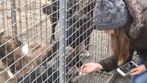 Силистренски ученици с дарение за зооприют (ВИДЕО)