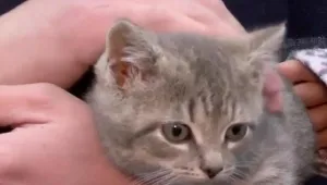 Коте късметлия оцеля след 1000 км под капака на кола