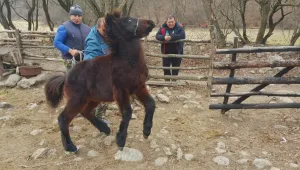 Защо БАБХ умъртви четири кончета