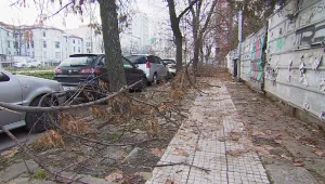 Стотици неразчистени клони затрудняват движението по столичните улици