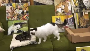 Първата изложба на картини с котки в котешкото кафене в София