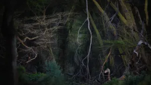 Кои са победителите във фотоконкурса Nature Photographer of the Year 2020