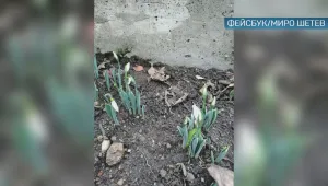 Вместо сняг: Кокичета цъфнаха в Смолян