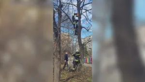 Спасителна акция: Катеричка си заклещи главата в къща за птици в столичния кв. „Младост“ (ВИДЕО)