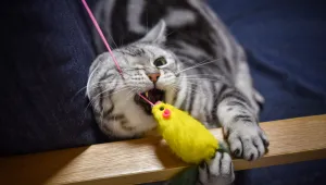 Котка лиши стопанката си от работа 