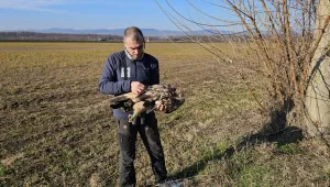 След токов удар: Откриха мъртъв царски орел в района на Горнотракийската низина