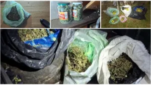 8 кг марихуана са иззети при спецакция на полицията в Бобов дол