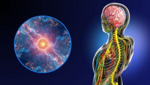 Снимка: Подмладяване на имунната система: Протеин обръща процеса на стареене