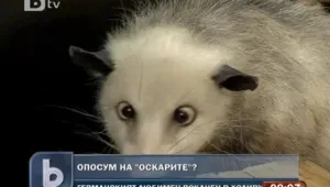 Опосумът Хайди получи покана за раздаването на Оскарите 