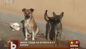 Говорещата с кучета 