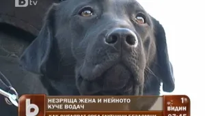 Бездомните кучета – опасност за незрящите хора