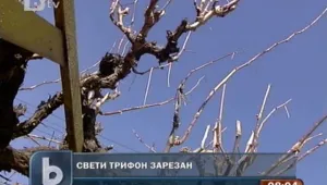 Отбелязваме празника на Трифон Зарезан