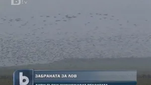 Ята гъски унищожават реколтата в Бургаско