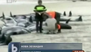 Повече от 100 кита умряха на плаж в Нова Зеландия