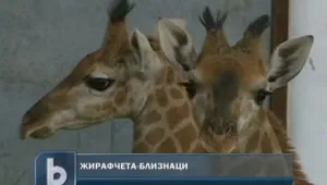 Китайски зоопарк се похвали с жирафчета-близнаци 